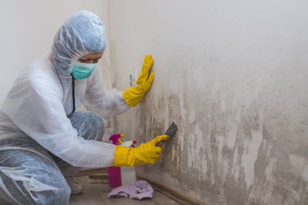 Best Black Mold Removal  in Desnso, CA