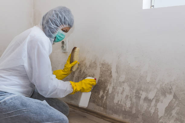 Best Certified Mold Removal  in Desnso, CA