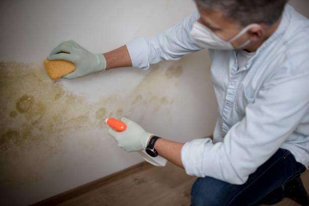 Best Mold Removal Company Near Me  in Desnso, CA