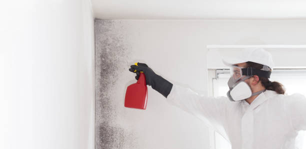 Mold Removal and Inspection in Descanso, CA