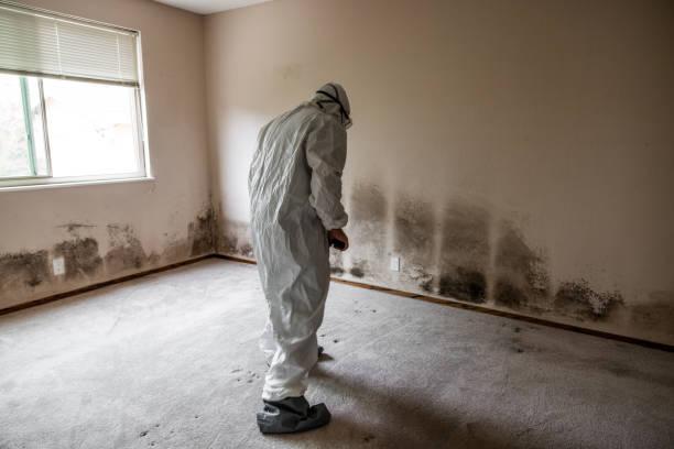 Best Commercial Mold Removal  in Desnso, CA