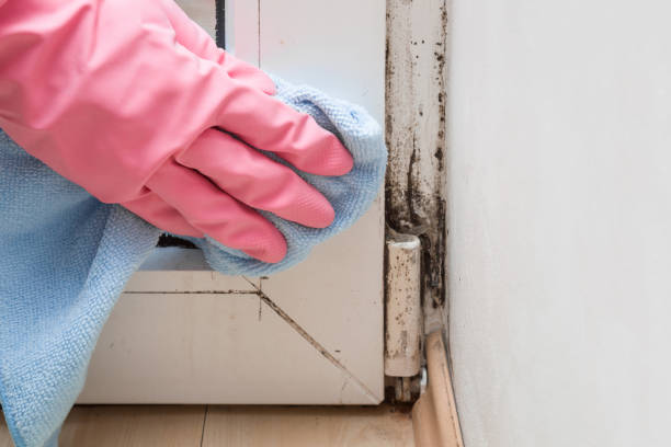 Mold Testing and Removal in Descanso, CA